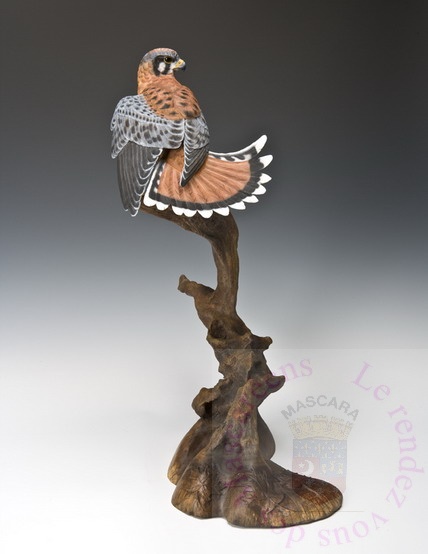 Crécerelle d’Amérique