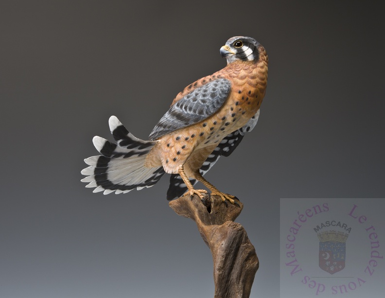 Crécerelle d’Amérique