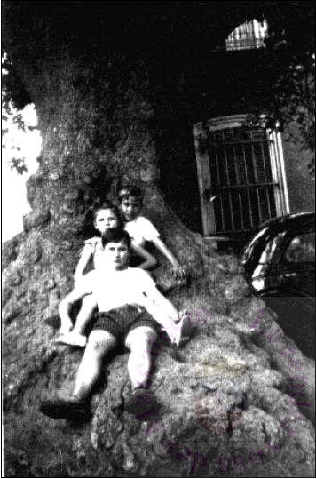 L’arbre du  Belyck